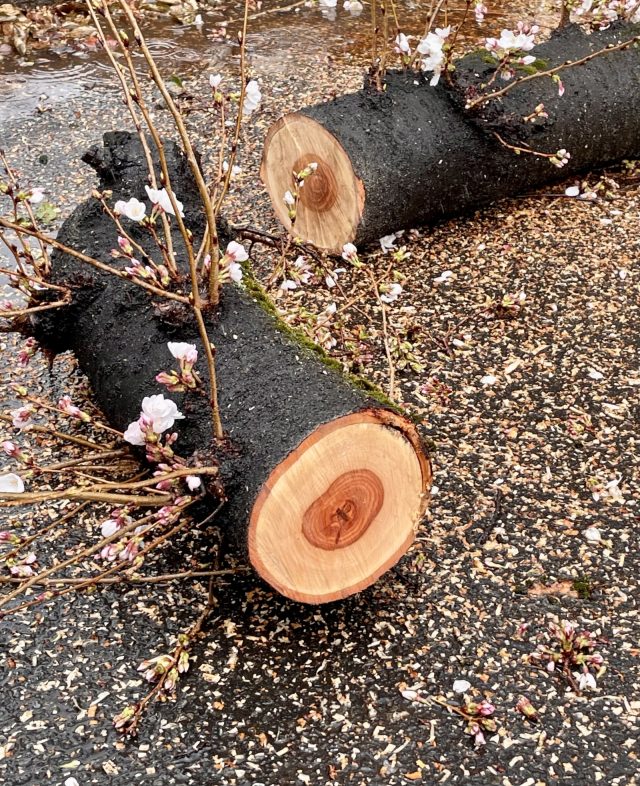 地域を象徴する桜が、あらたにサインに生まれ変わります
