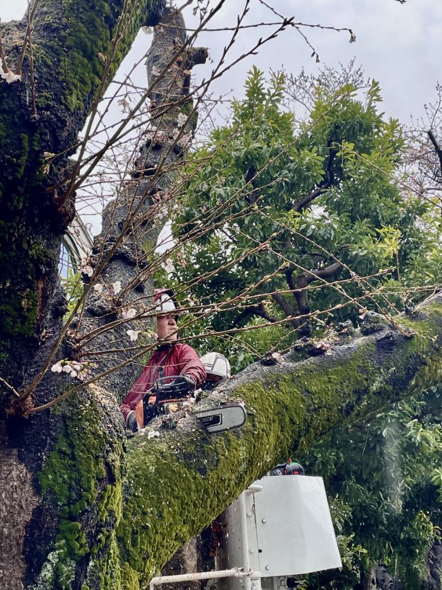 国立市役所の敷地内で老朽化した桜を伐採