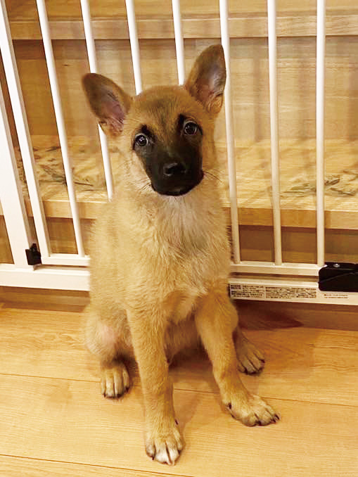 土屋家の保護犬 武蔵丸