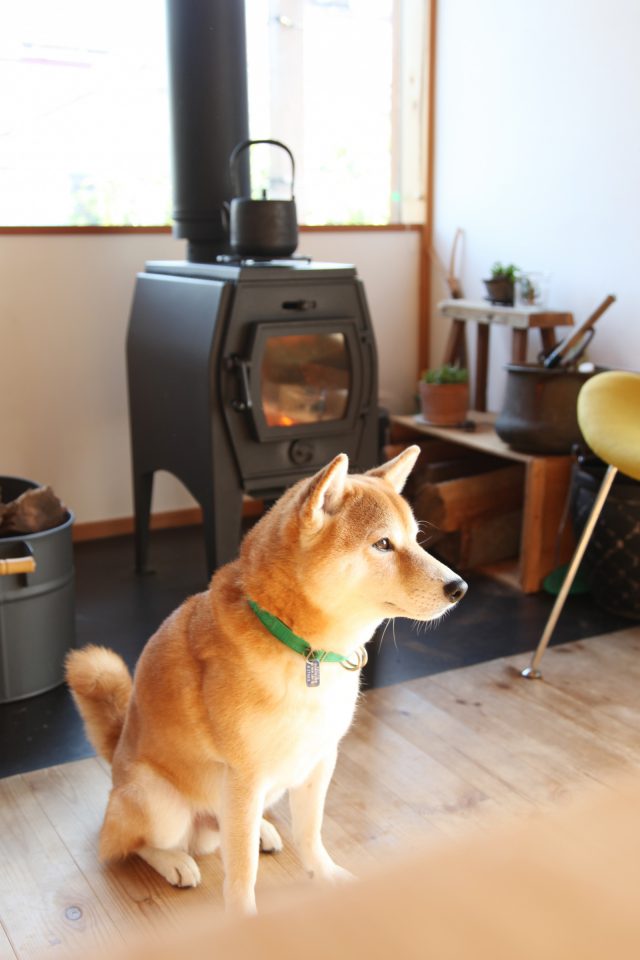 薪ストーブで暖まる柴犬のカイ君