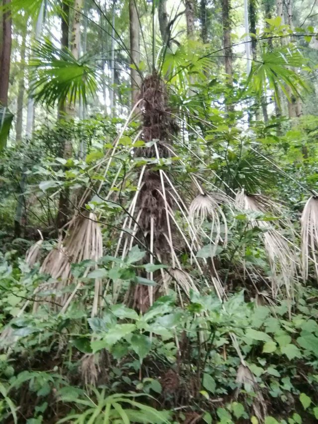 日の出町の森で見つけたシュロの木（ワジュロ）