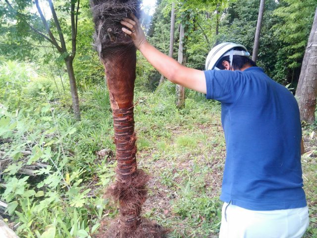 シュロの木と渡邉監督。密林の開拓者みたいでかっこいい！