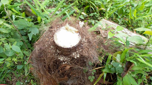 シュロの木の切断面