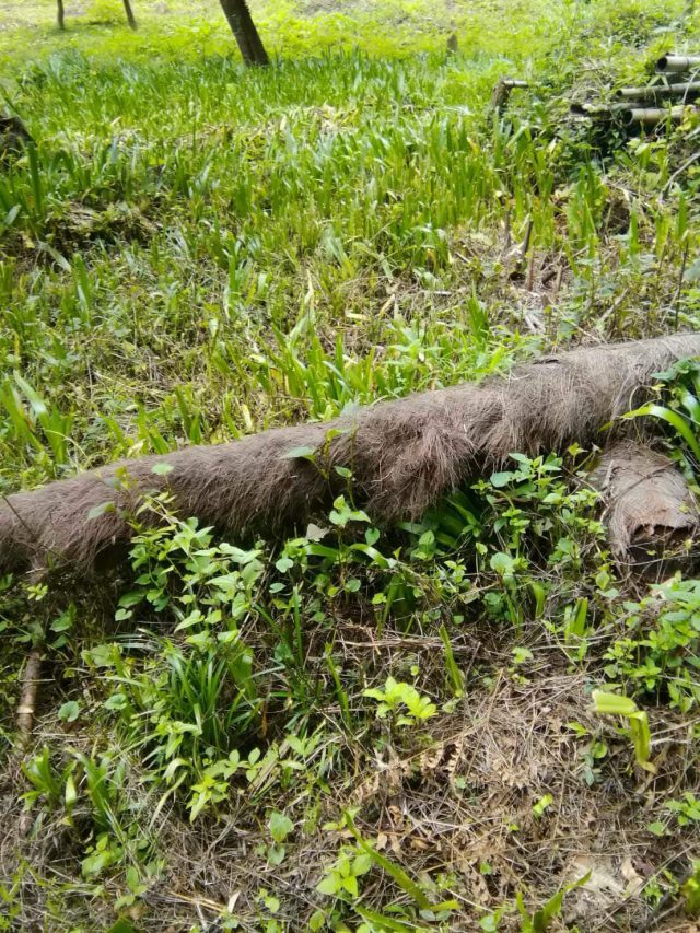 伐り倒した様子