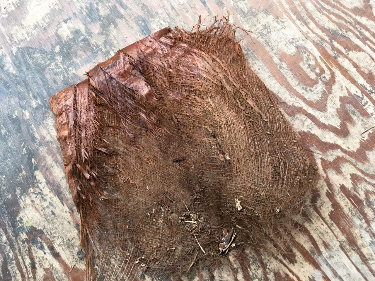 木から剥がした状態のシュロの樹皮。繊維が絡み合っています