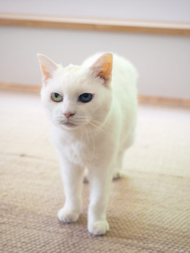 オッドアイが可愛い猫のマロちゃん。