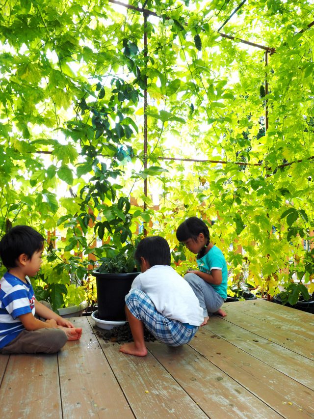 羽村市グリーンカーテンコンテスト で優秀賞を受賞した緑のカーテン