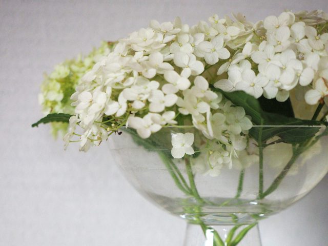 庭から摘んで綺麗に飾られた白いアジサイ。