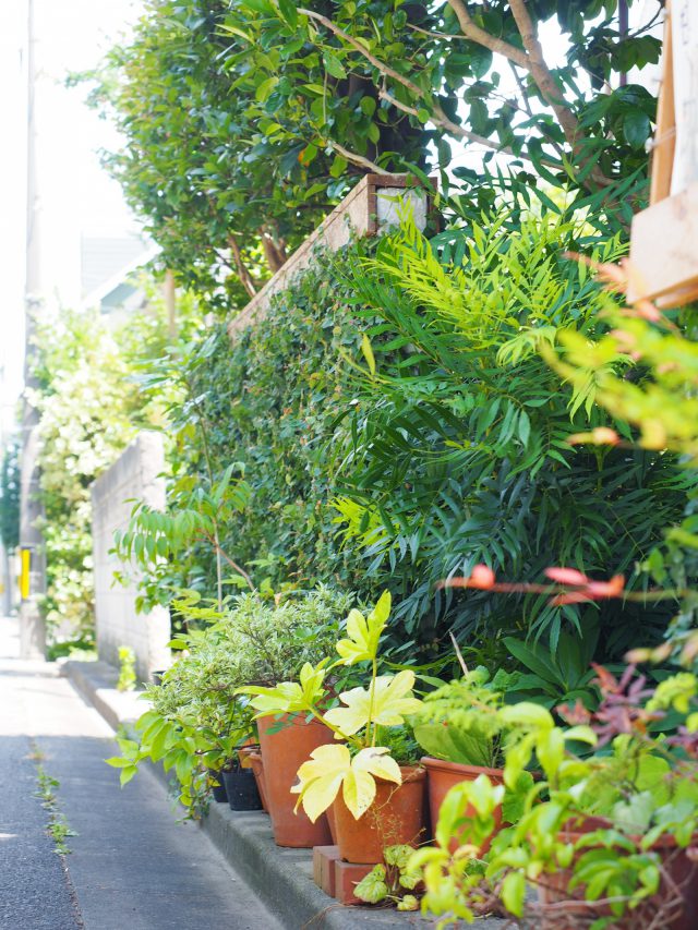 小林賢二アトリエの植栽