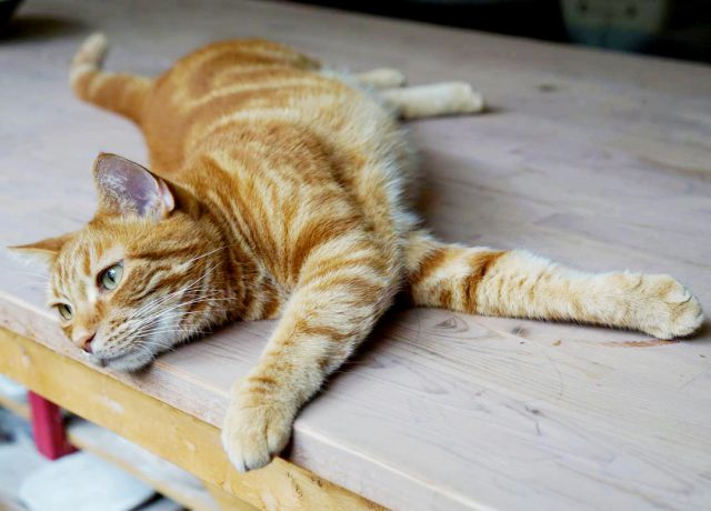 月下陶房でお客さんをお出迎えする、看板猫のナルト