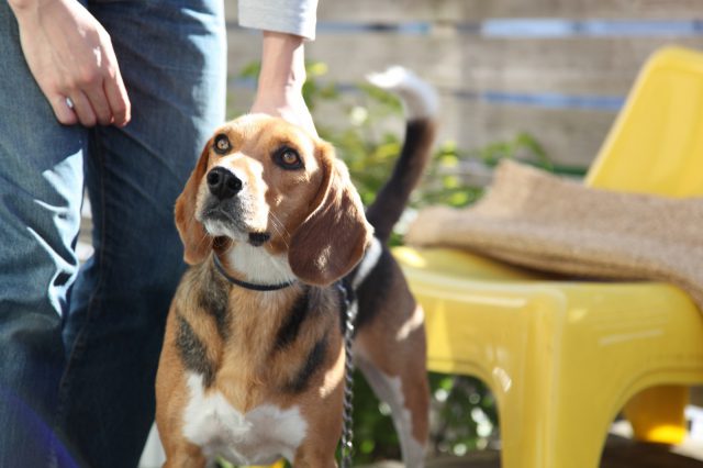 愛犬のクーちゃん
