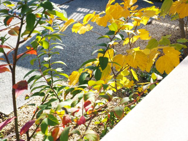 きれいに紅葉した植栽