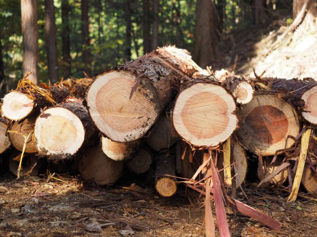 東京の多摩産材や秩父の山の木、和歌山の紀州産材が相羽建設の木の家に用いられているそうです。