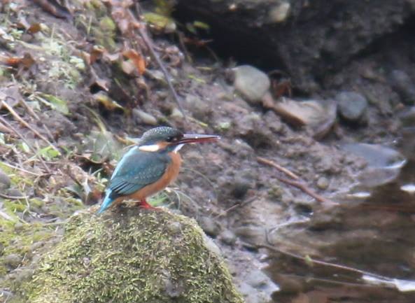 ソーラータウン八国山の川を訪れるカワセミ（撮影：2018年12月）