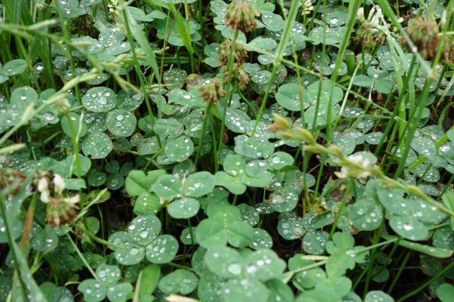 自然が身近にあるとなんだかホッとします。