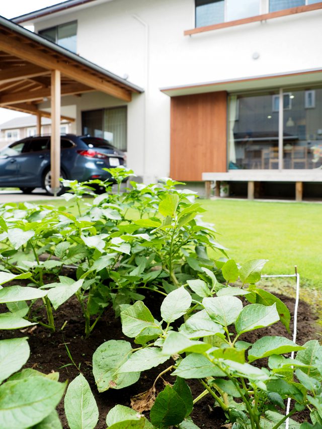 庭にはお子様たちお気に入りの家庭菜園スペースと、青々とした芝が広がります。