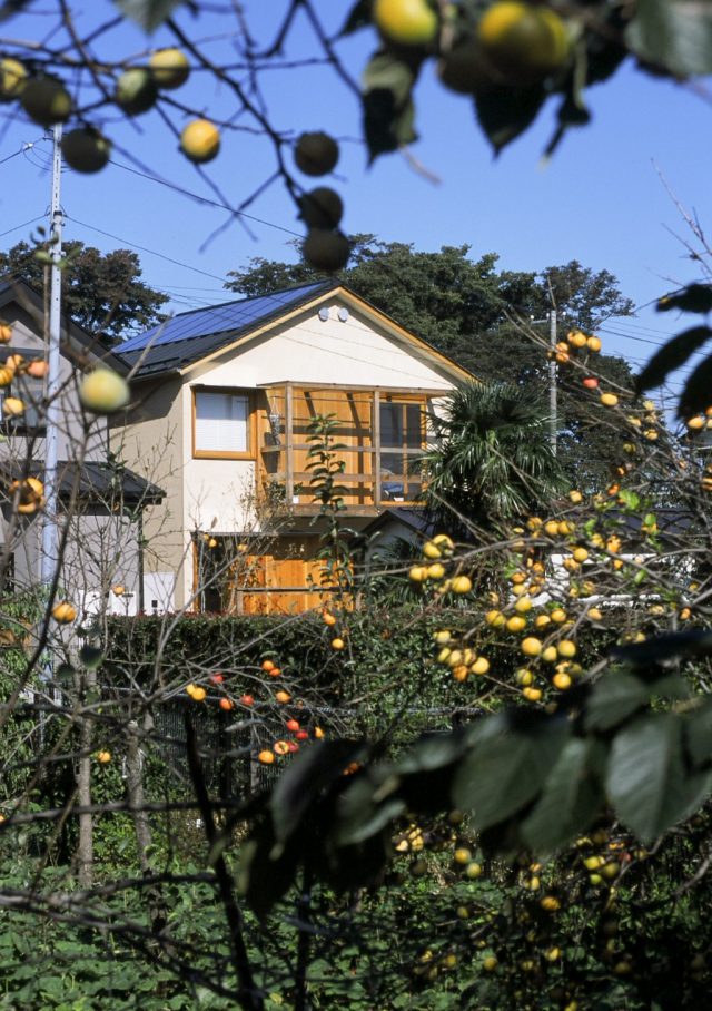みかん畑から望む