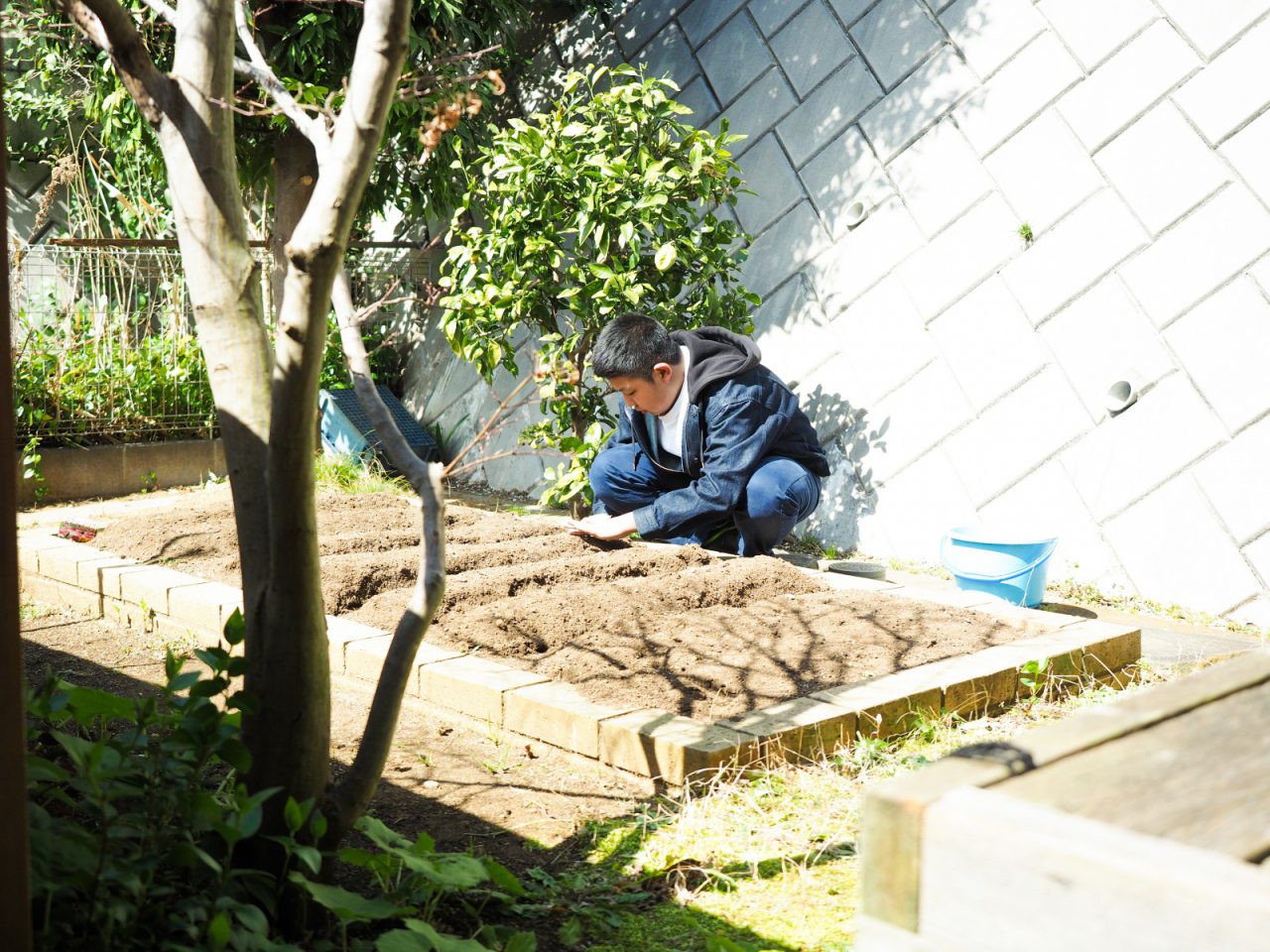 .裏庭の畑。家族全員で育てています。