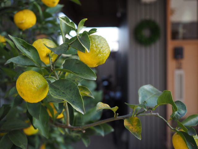 毎年豊作の柚子