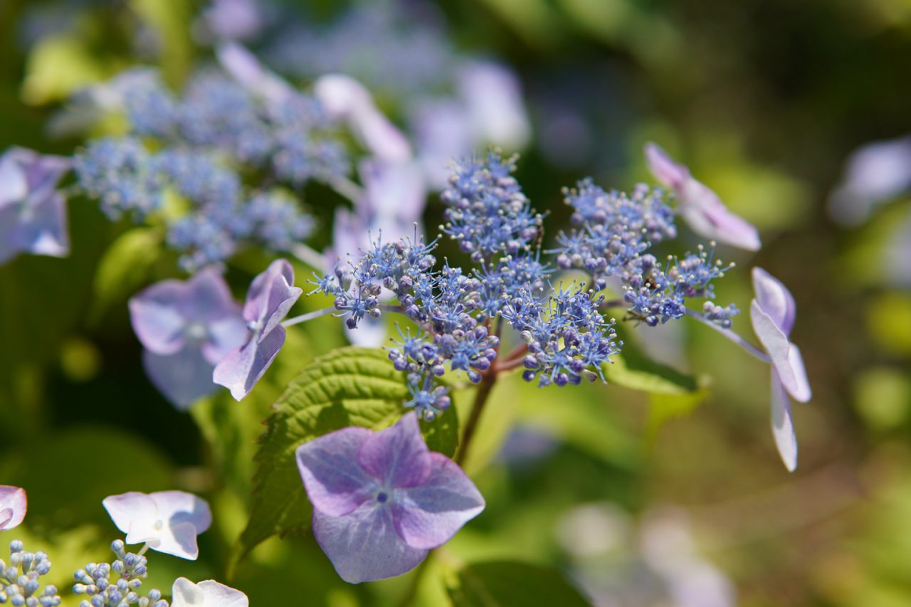 撮影は６月初旬。可愛らしい紫陽花がお庭を彩る。