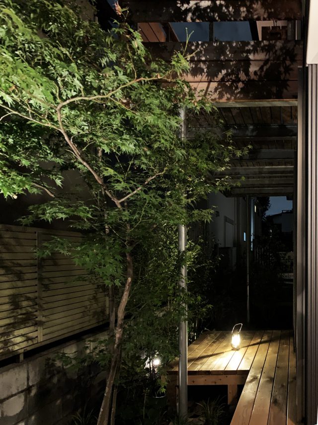 モミジの影が印象的な夜の風景