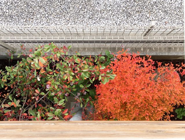 秋にはドウダンツツジが鮮やかに紅葉。