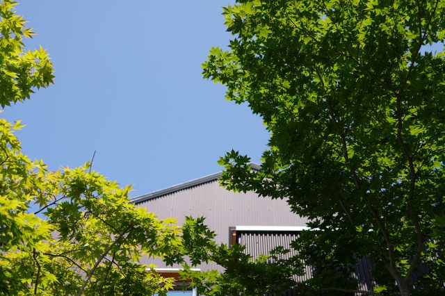 シンボルツリーのヤマモミジが青空に映える