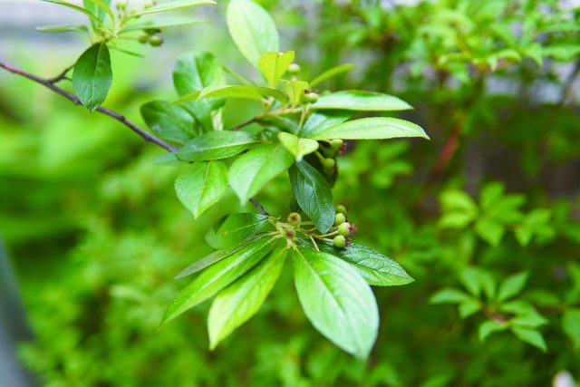 取材時（6月上旬）はアロニアの実がつきはじめ