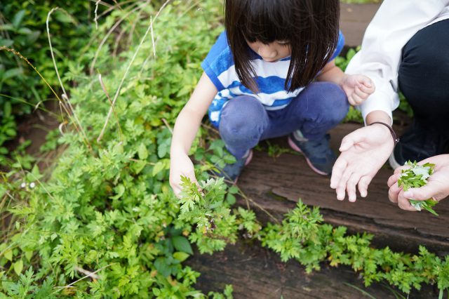 近隣では梅や山椒の実などが採れるそう。この日はよもぎを収穫。