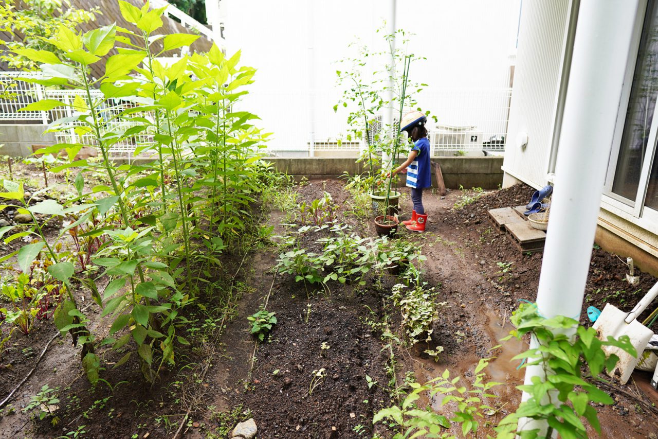 庭の畑は畝がある本格的な造り