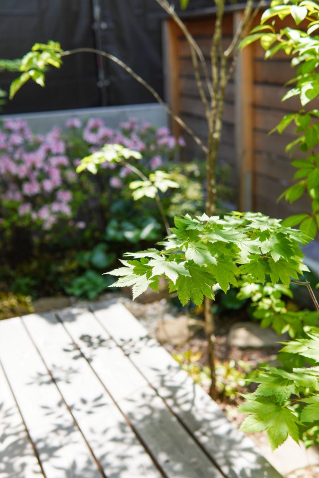 カエデの影がウッドデッキに表情をもたせる。