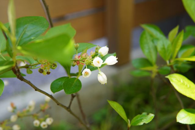 ブルーベリーは収穫が楽しみ。