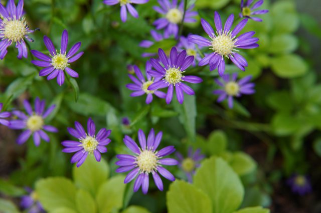 色鮮やかなミヤコワスレ。