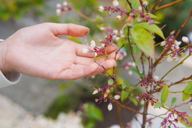 ブルーベリーの花。