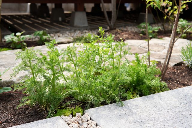 イタリアンパセリやカモミールなど足元には香り豊かなハーブも。