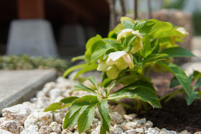 取材は４月、クリスマスローズが庭のポイントに。