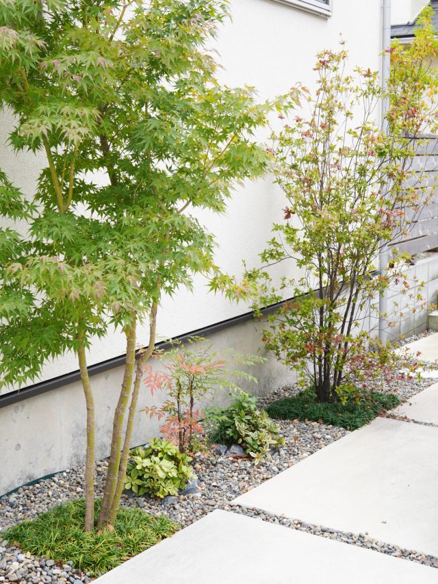 駐車スペースもご主人こだわりの樹木が。左がモミジ右はアブラツツジ。