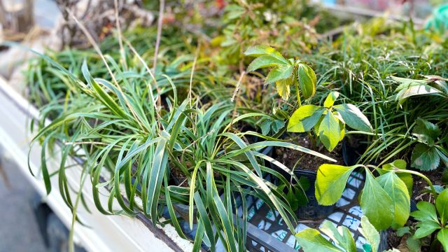 トラックに乗って運ばれてきた様々な植栽。
