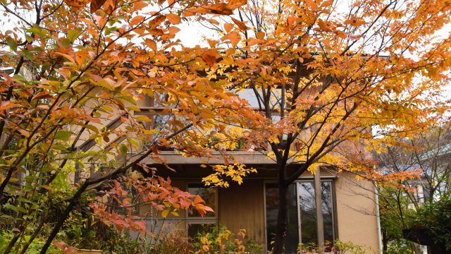 秋の紅葉。四季の風景も魅力的。