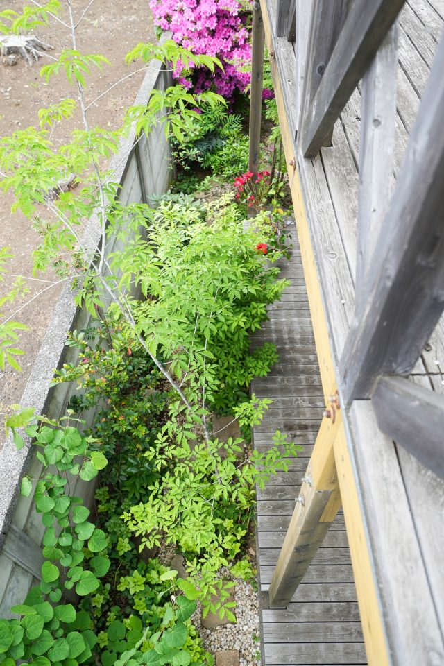 二階より。1年でアオダモが伸びてベランダにも 緑を届けてくれるように。