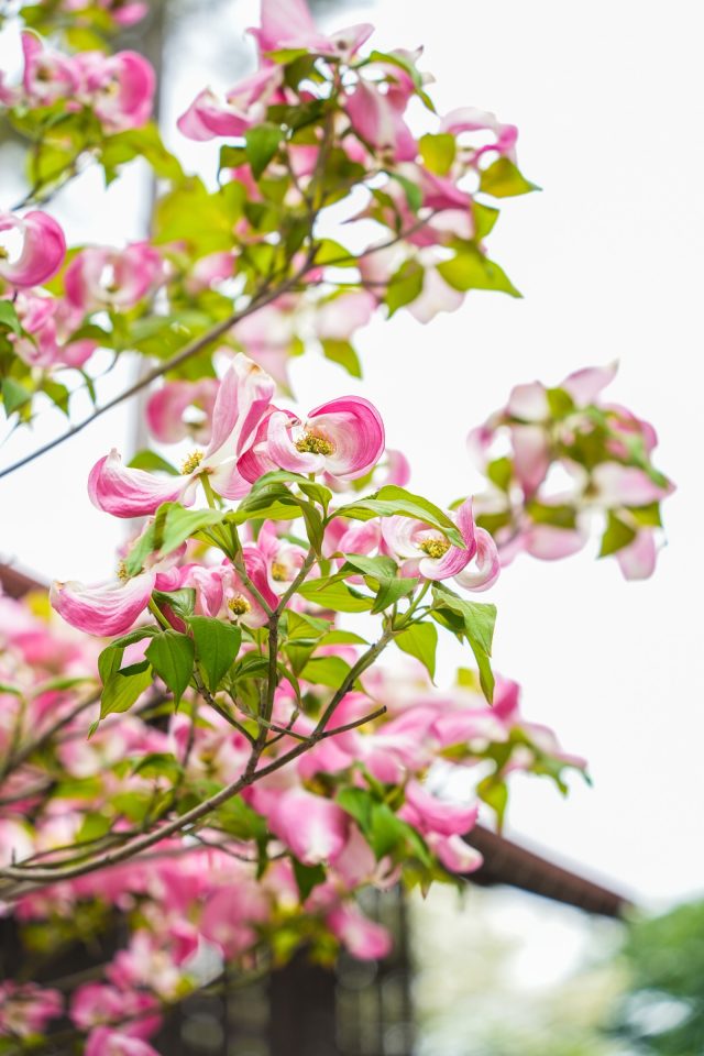 家族の思い出の木、ハナミズキ