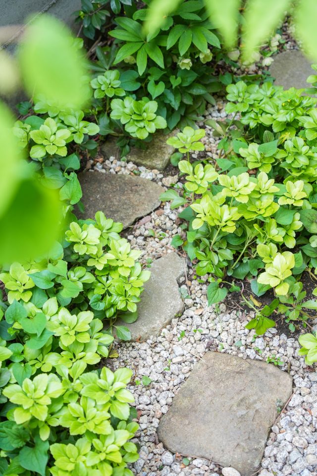 「春先の下草が可愛らしくて好きですね」と奥様。