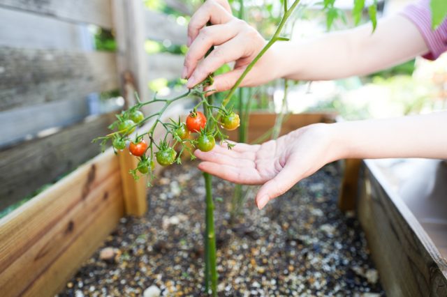DIYで つくった家庭菜園スペースにはトマトがたわわに。
