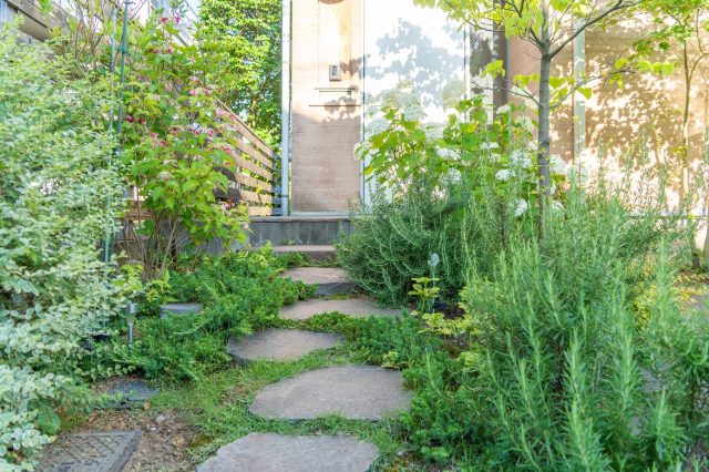 アプローチの緑も3年で成長。