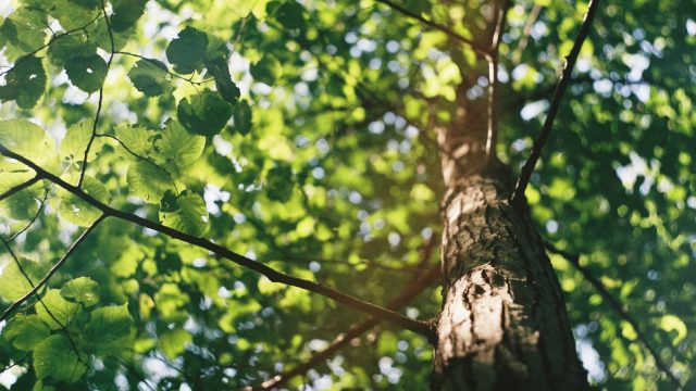 地面にしっかり根を張りはじめて、家族という木に育つように