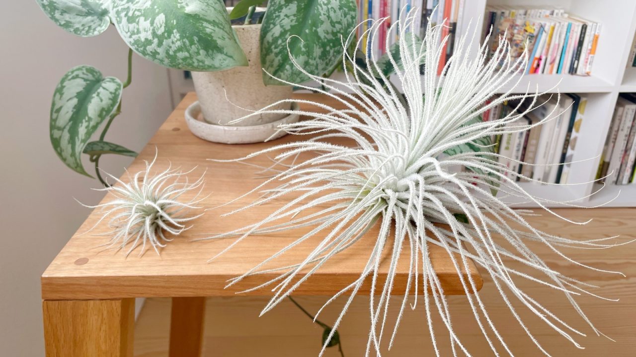 GREEN SPRINGS内の店舗で購入した小さなテクトラム（左側）