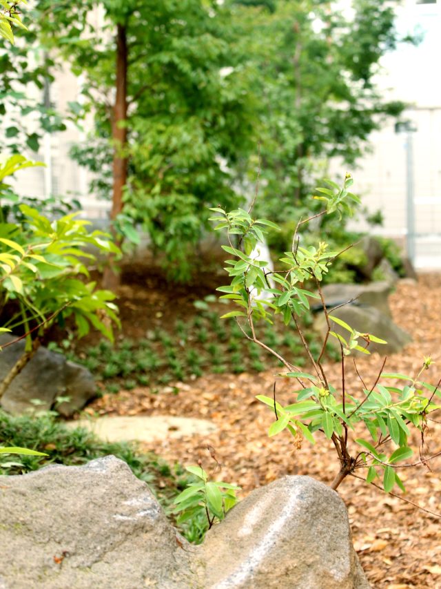 石と植栽を組み合わせた、趣のある造園