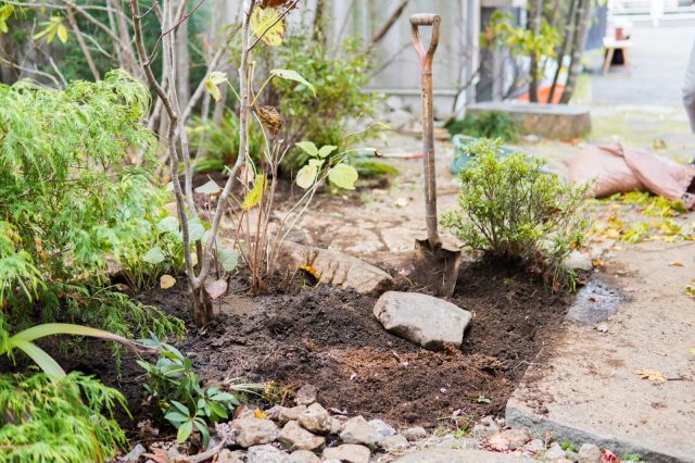 数本の低木と下草を丁寧に移植。マルバノキも新しく植えました