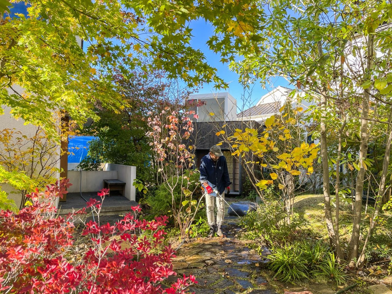 2023年11月 模様替えの作業を終えて。秋のつむじは紅葉のグラデーションが本当に美しいです