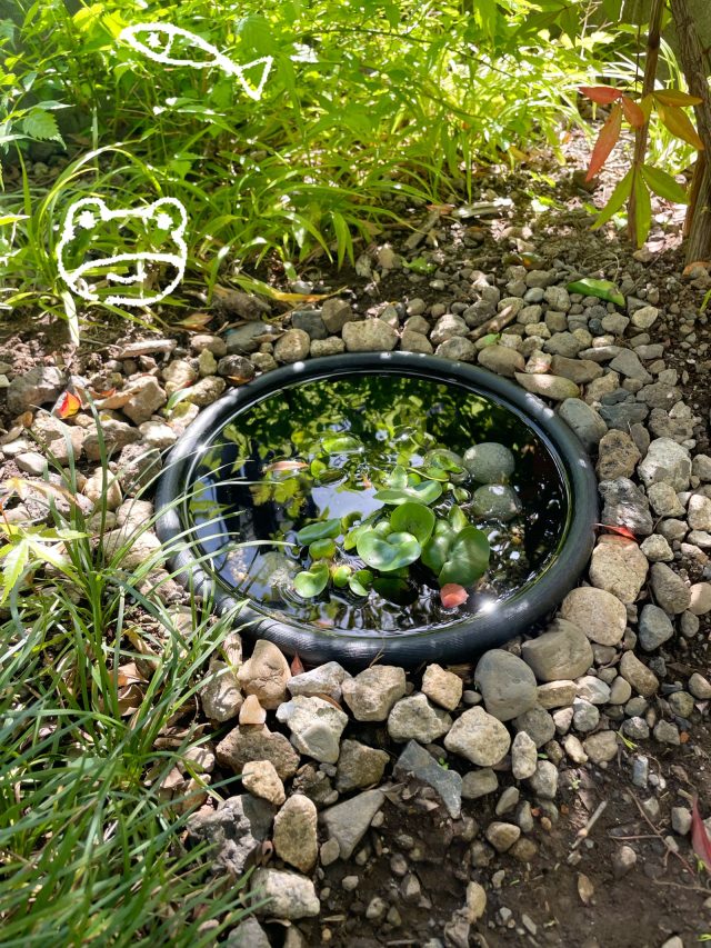 今年の春からはじめた小さなビオトープ